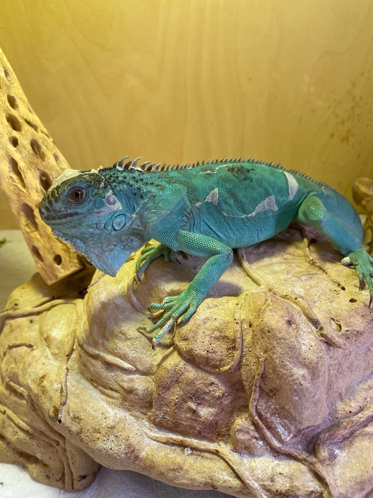 The Ultimate Guide To Reptiles For Rescue: Everything You Need To Know