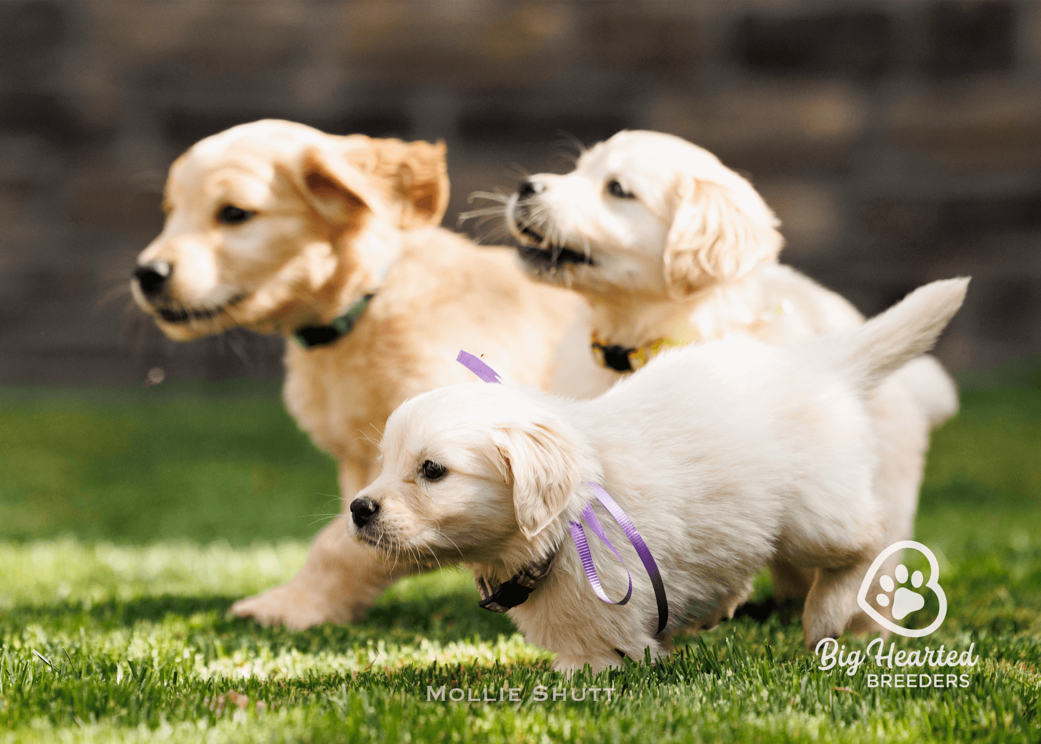 The Ultimate Guide To Mini Golden Retriever: Everything You Need To Know