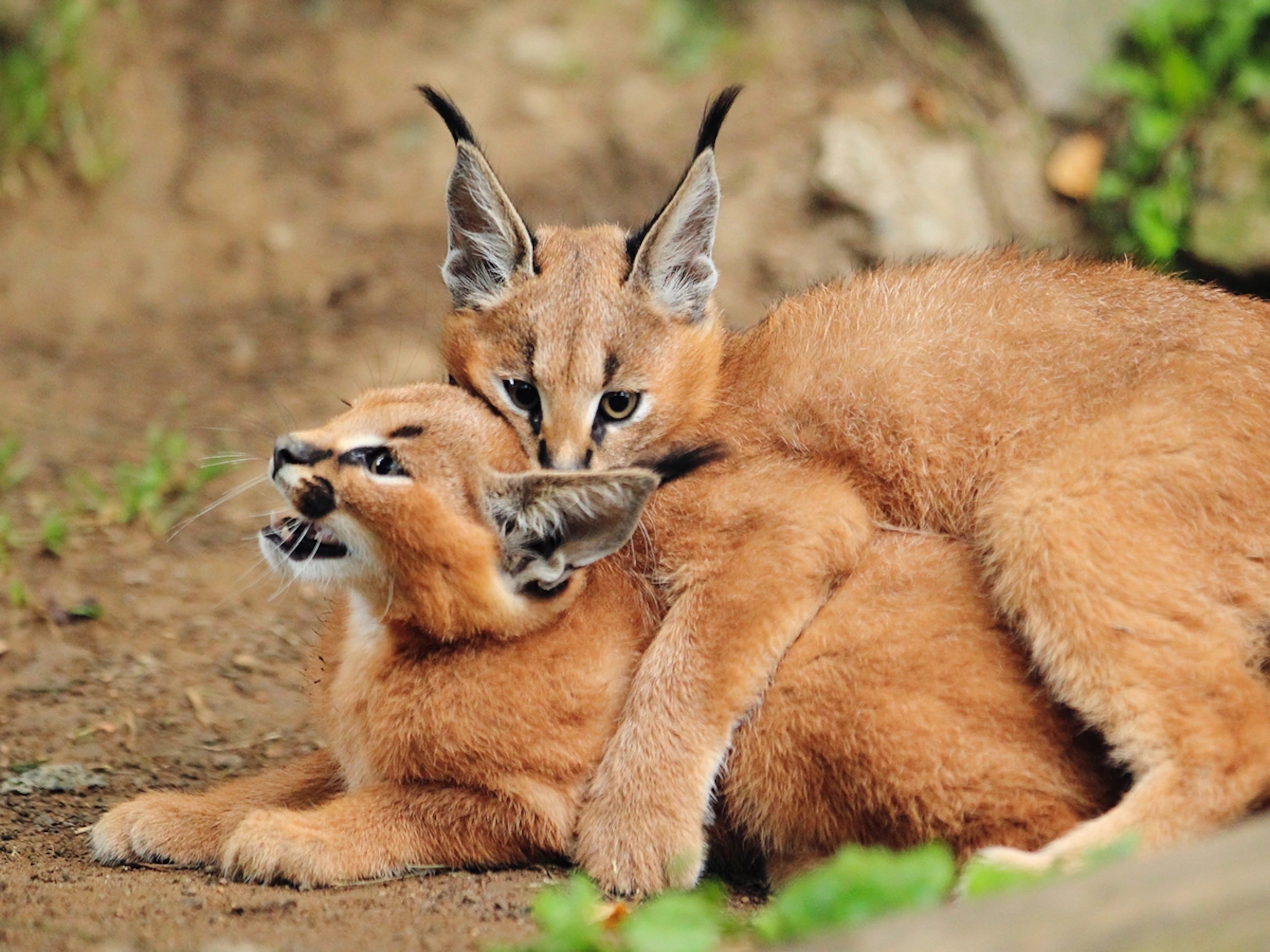 Caracal Cat: The Wild Elegance Of The African Lynx